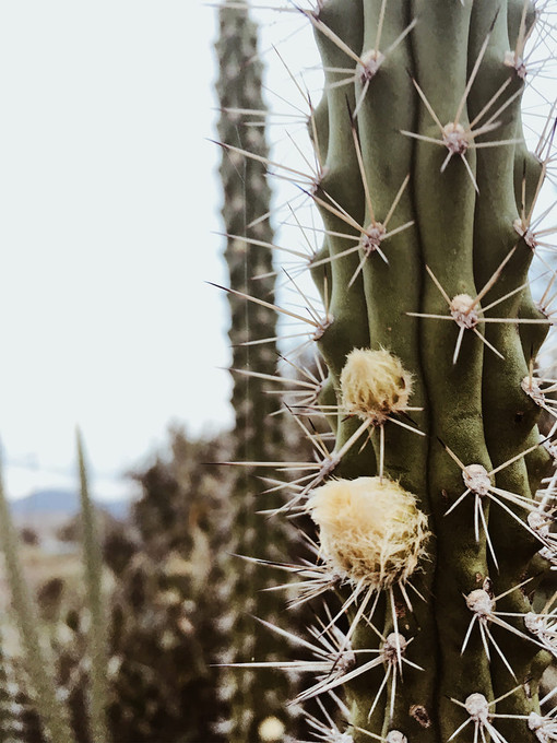 Cactus I