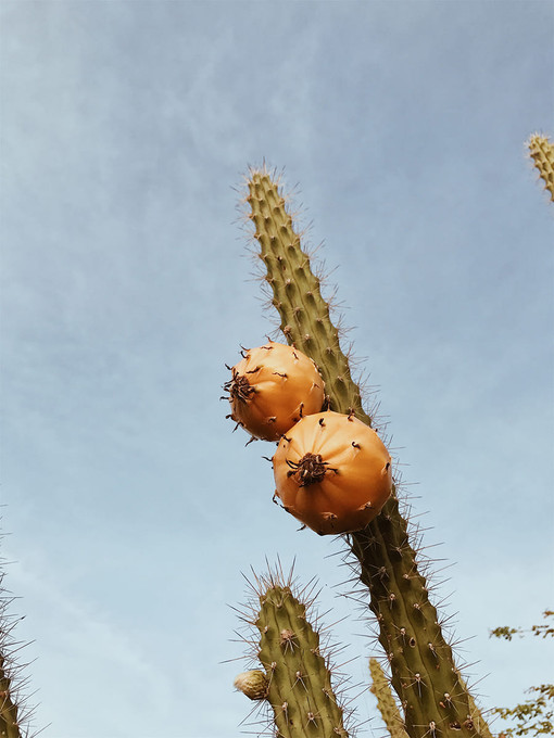 Cactus II