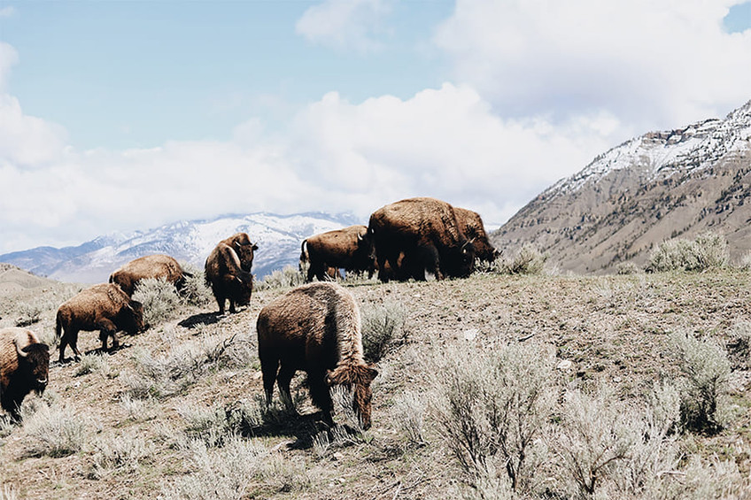 Buffalo I
