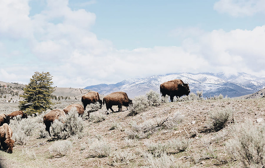 Buffalo II