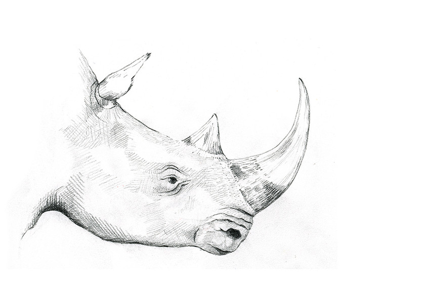 Rhino