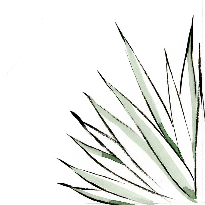 Agave III