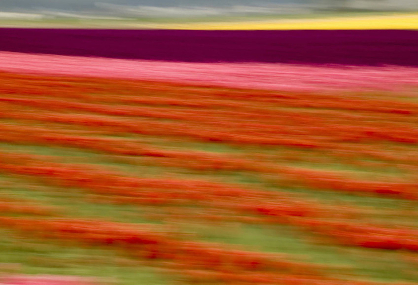 Blurred Flowers II