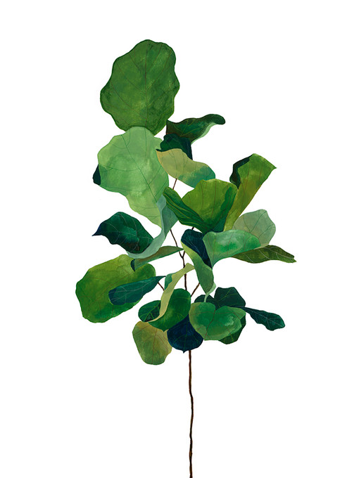 Fig Tree