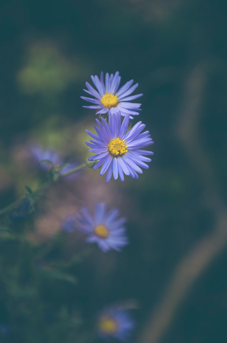 Blue and Yellow Blooms