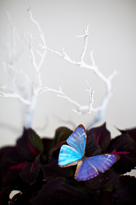 Velvet Butterfly