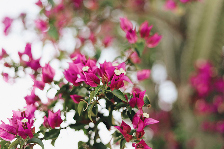 Flora I