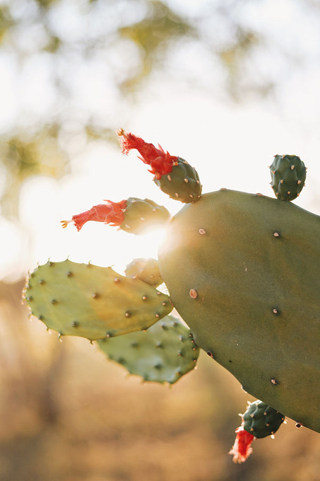 Prickly Pear