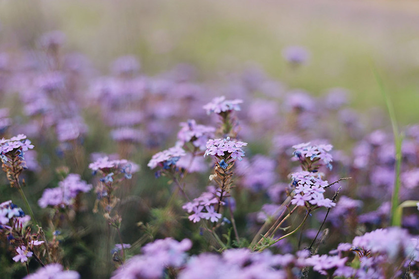 Flora II