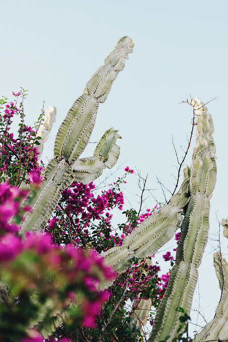 Summer Cacti