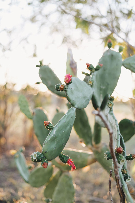 Prickly Pear 2