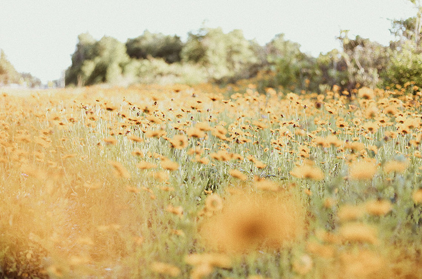 Autumn Fields II