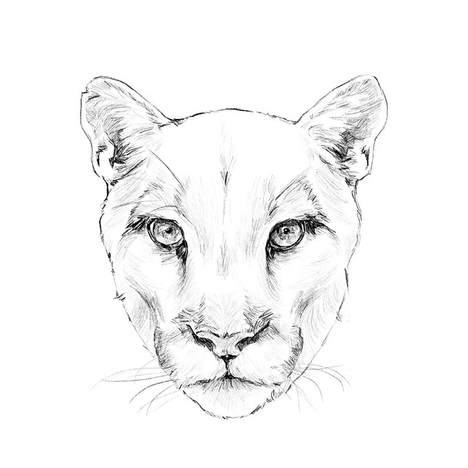 Minimalist Cougar