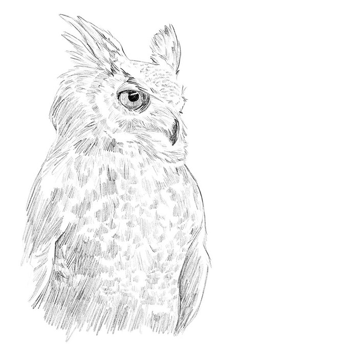 Minimalist Owl