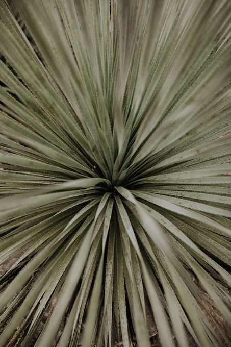 Plant III