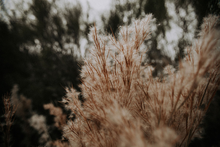 Plant IV