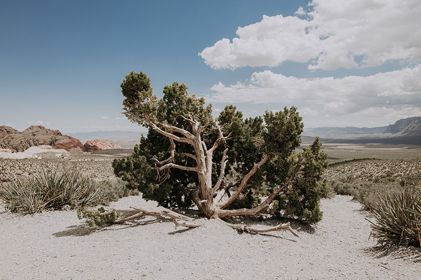 Desert Tree