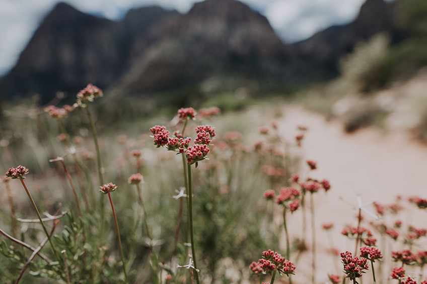 Wildflower