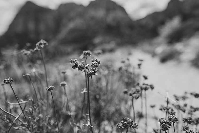 Wildflower B & W