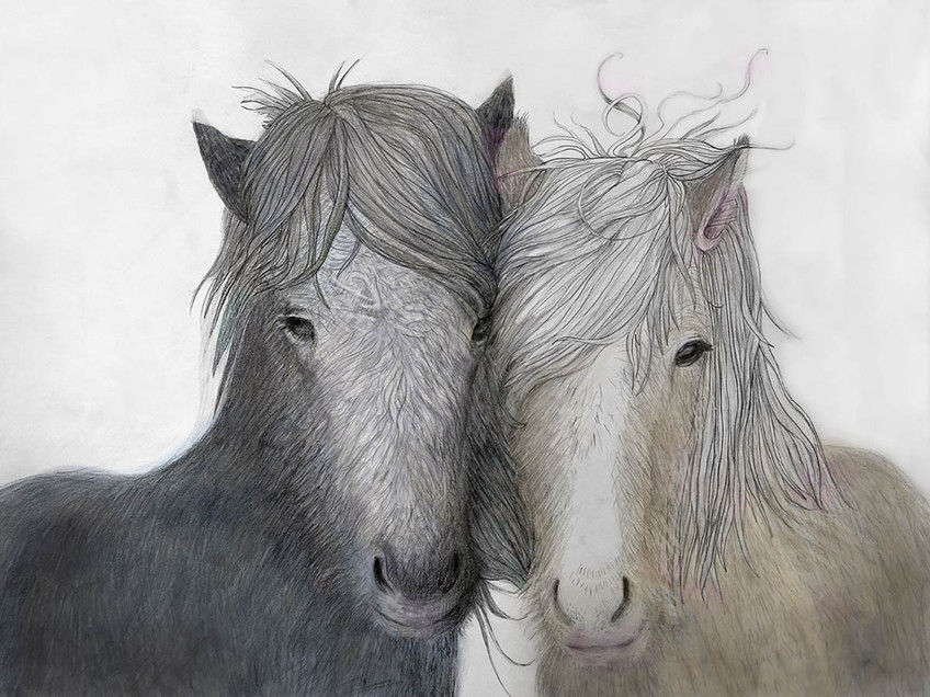 Icelandic Pair, Colored