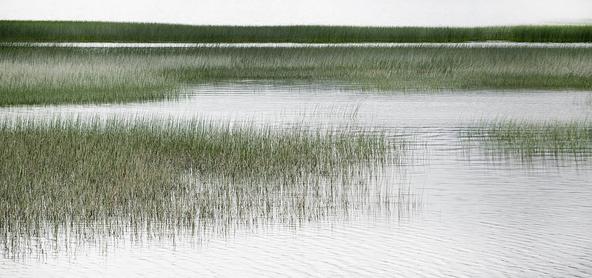 Coastal Marshlands - Right
