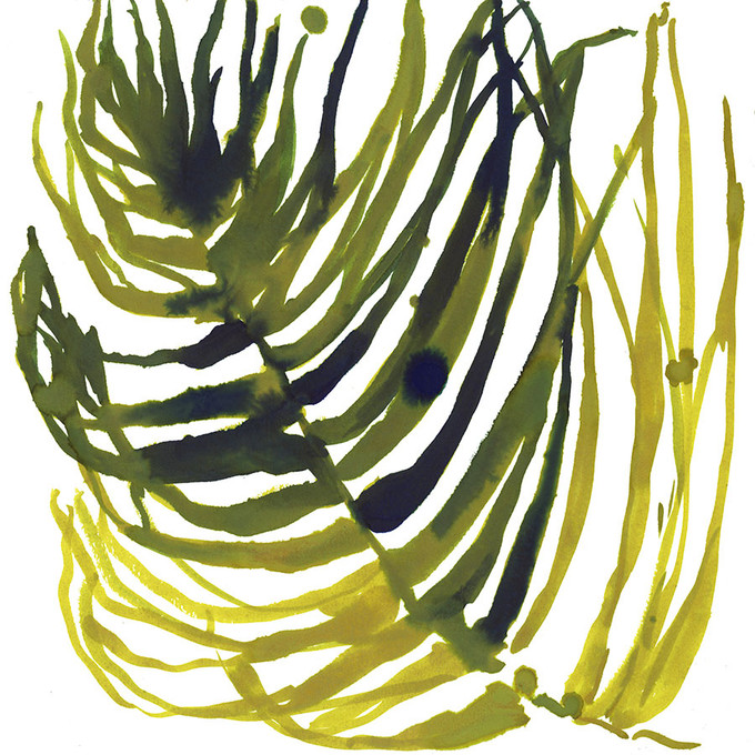 Algae