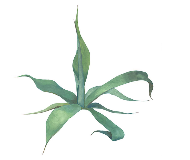 Blue Agave