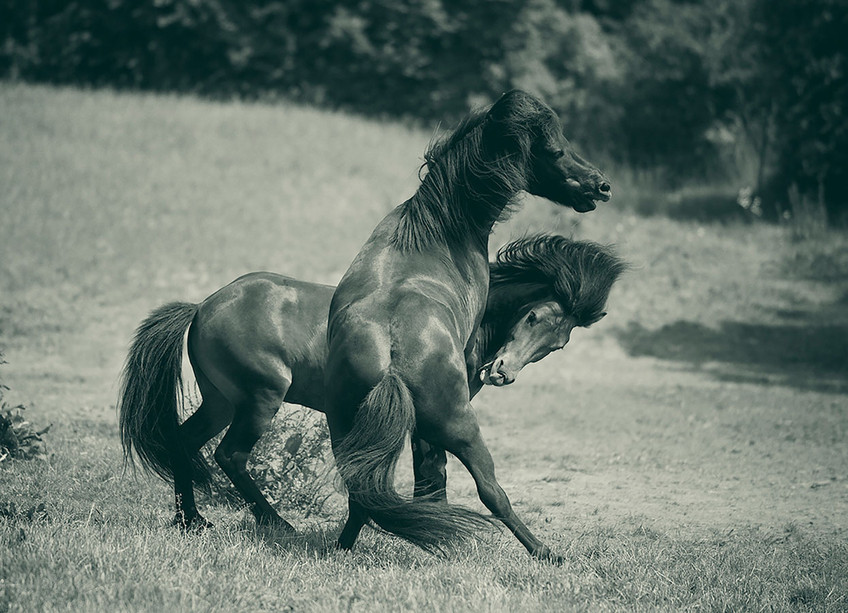 Wild Horses 7