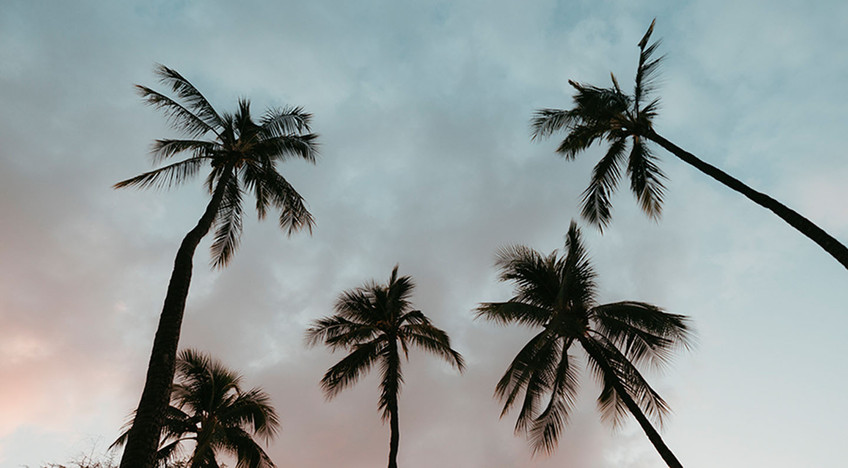 Sky Palm
