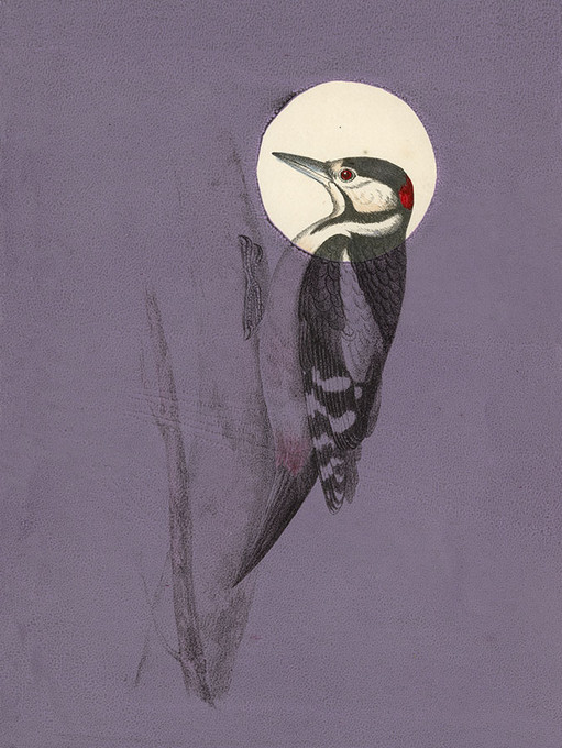 Antique Bird Plum Sage