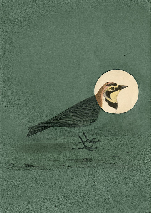 Antique Bird Thyme