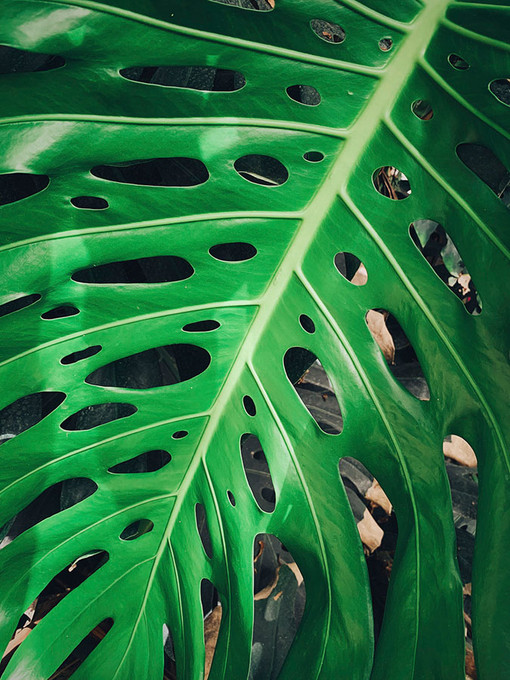 Jungle Leaves 1 Jungle Leaves 1