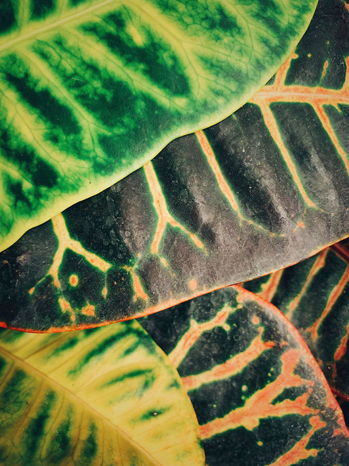Jungle Leaves 3 Jungle Leaves 3
