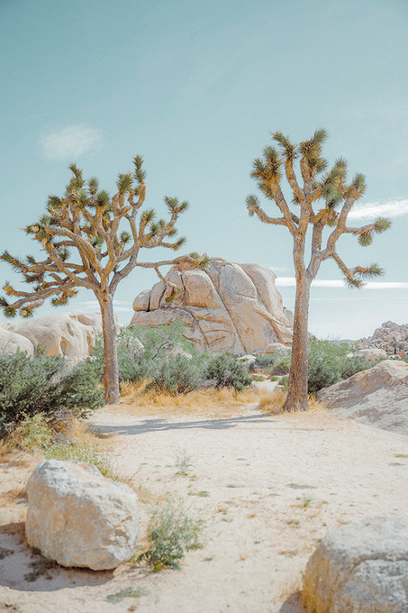 Joshua Tree Four