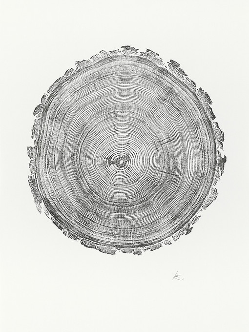 Colorado Pine 2