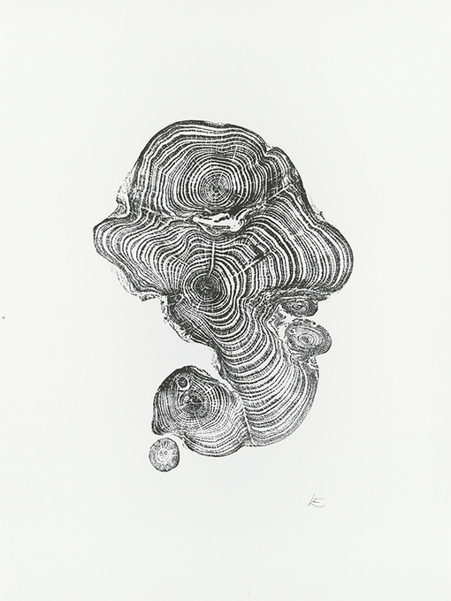 Ireland Cypress