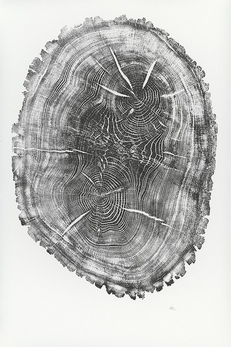 Nauvoo Oak