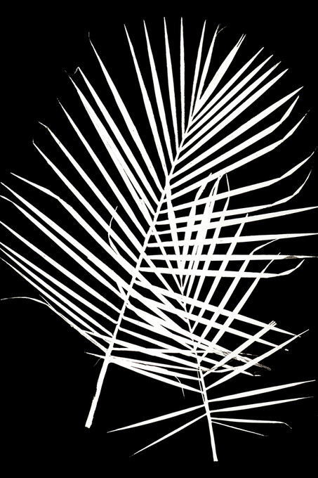 Two Palm Fronds