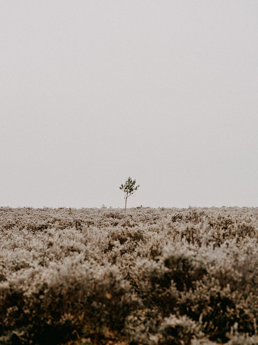 Lone Tree