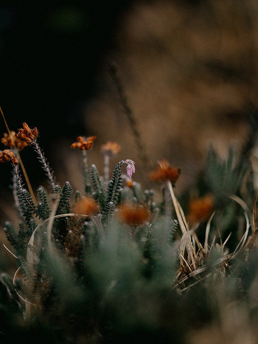 First Bloom