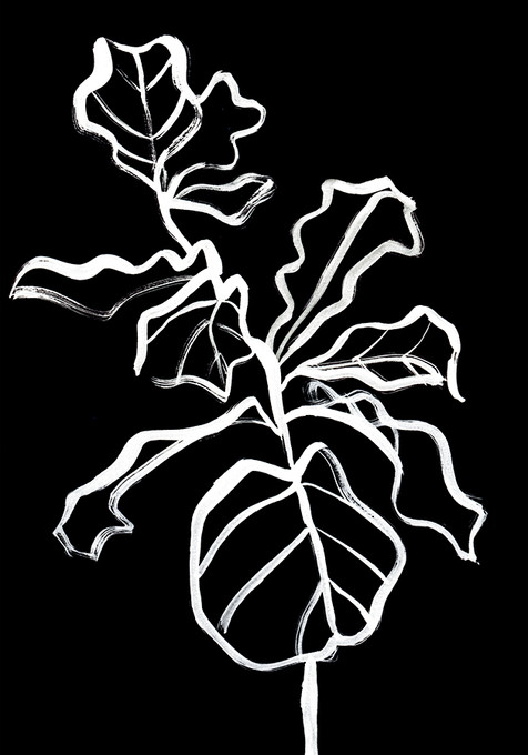 Fiddle Plant Invert