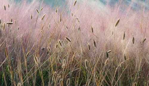 Grasses 9 - Wonderwall Studio