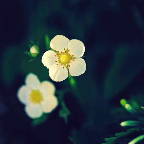 Flower Power Sublimity Wonderwall Studio