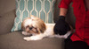True Glove DeShedding Touch Glove for Gentle and Efficient Pet Grooming