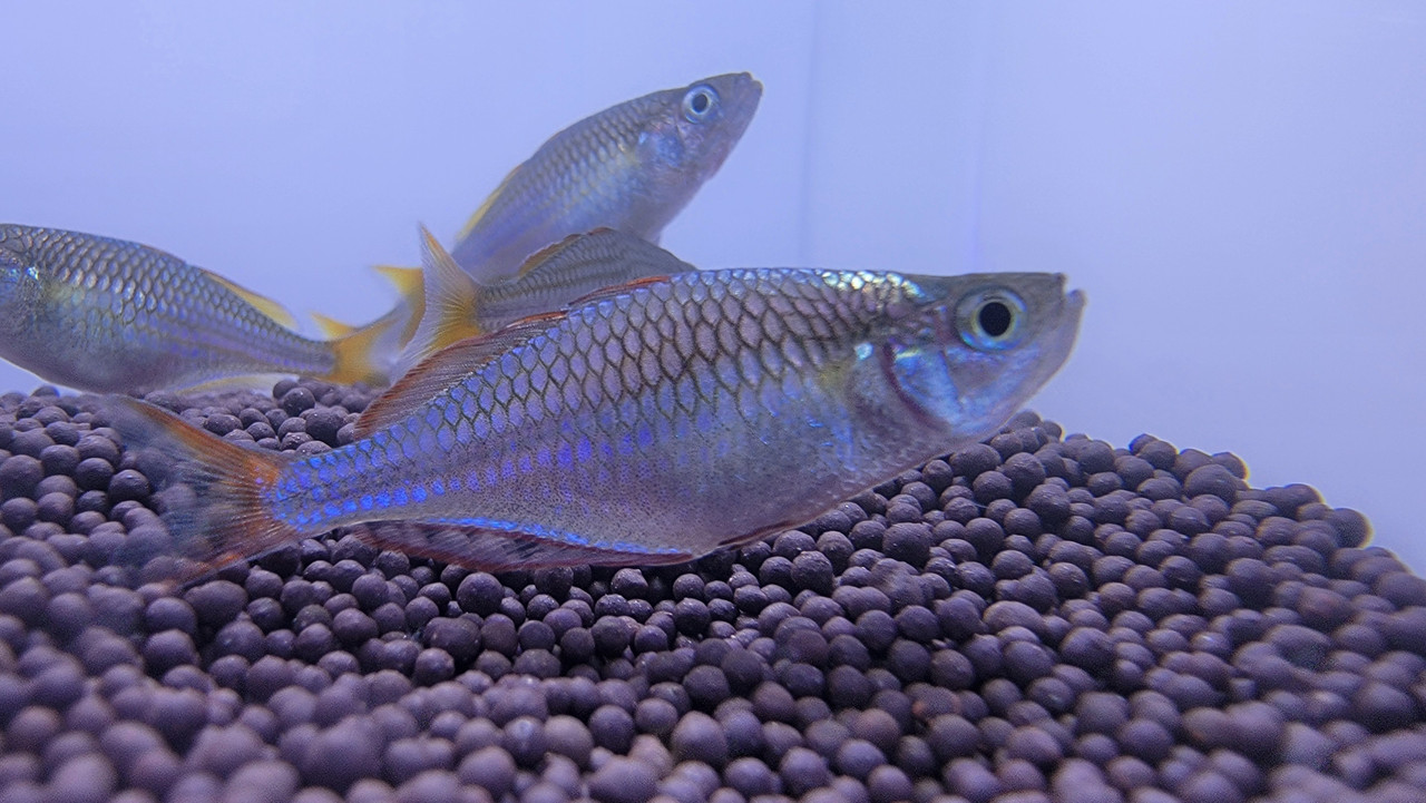 neon dwarf rainbow fish
