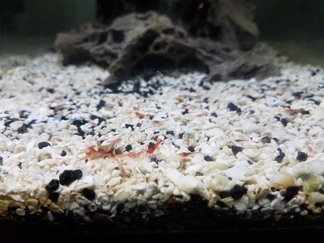 Opae Ula TheGardenofEder