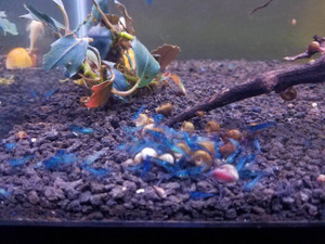 Blue Diamond Blue Diamond