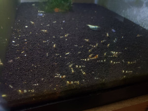 Crystal Black Shrimp