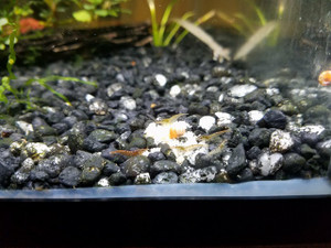 Wild Neocaridina Wild Neocaridina