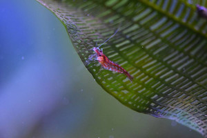 Red Cherry Red Cherry